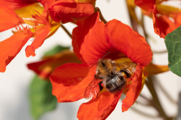 Hommel in bloem