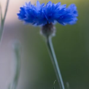Korenbloem