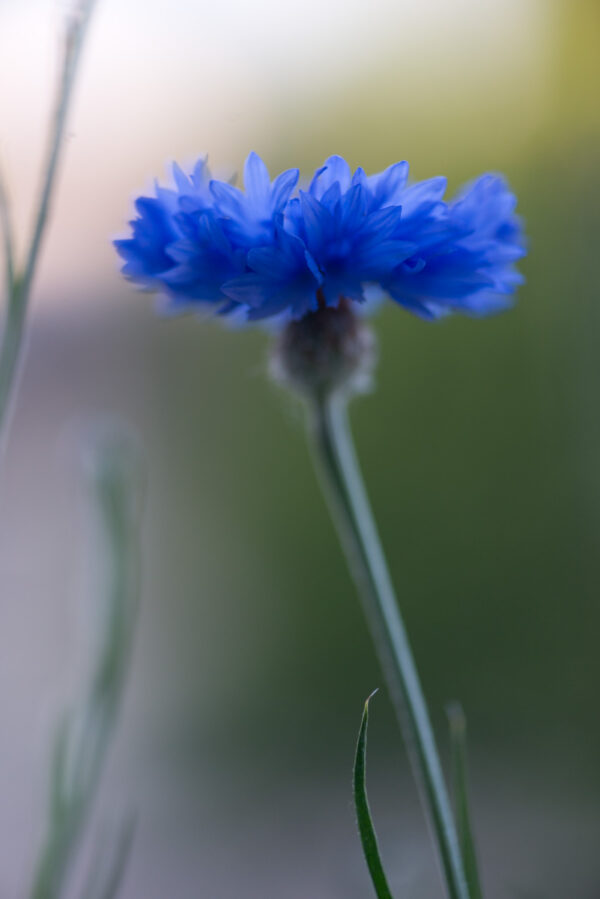 Korenbloem