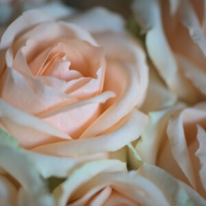 Foto op dibond een close-up van zachtroze rozen